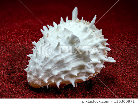 White Thorny Oyster Shell With Sharp Spines On Red Sand White Thorny Oyster Shell With Sharp Spines On Red Sand 136300971