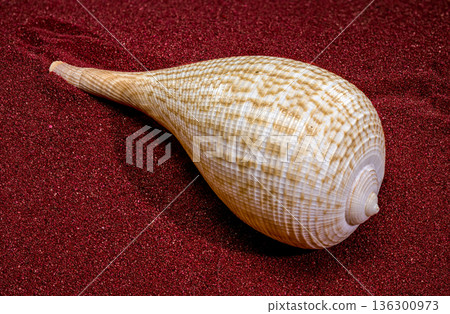 Fig Shell Sea Snail on Red Sand Fig Shell Sea Snail on Red Sand 136300973