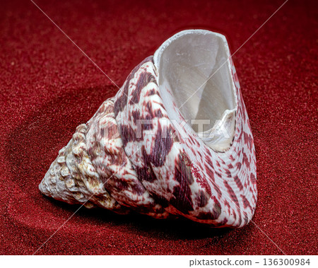Trochus Maculatus Seashell on Red Sand 136300984