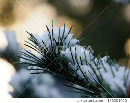 Quiet Snow Resting on Pine Needles 136301030