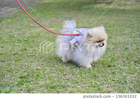 Pomeranian on a walk 136301032