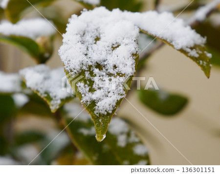 雪花勾勒出葉片的邊緣 136301151
