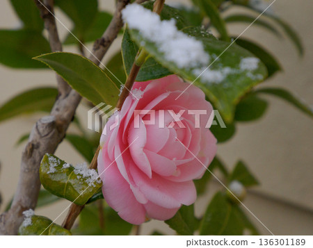 Snow Held by Leaves Protecting a Flower, Quiet Tenderness Snow Held by Leaves Protecting a Flower, Quiet Tenderness 136301189