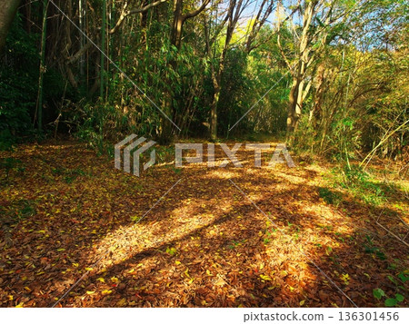 Autumn in Nagoya's Odaka Green Park: A promenade covered in various fallen leaves Autumn in Nagoya's Odaka Green Park: A promenade covered in various fallen leaves 136301456
