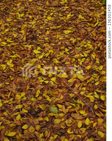Autumn in Nagoya's Odaka Green Park: A promenade covered in various fallen leaves 136301458
