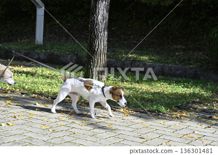 Walking with my beloved dogs: two Jack Russell terriers Walking with my beloved dogs: two Jack Russell terriers 136301481