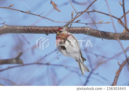 Redfinch perched on a branch 136301643