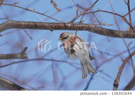 Redfinch perched on a branch 136301644