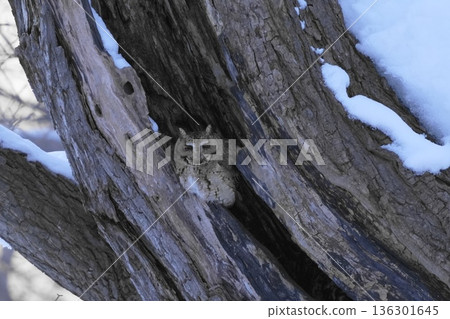 A great screech owl in a cave 136301645