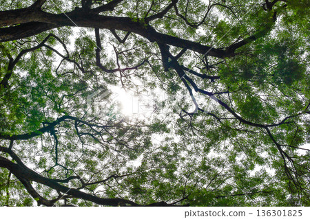 Fresh green and sunbeams Fresh green and sunbeams 136301825