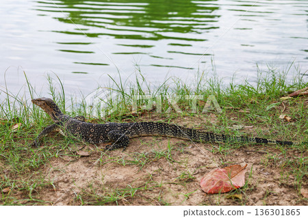 Water monitor lizard on land Water monitor lizard on land 136301865