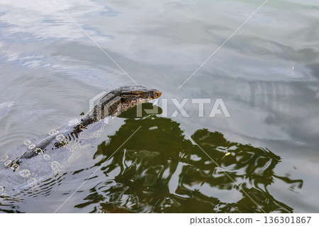 Swimming water monitor lizard Swimming water monitor lizard 136301867