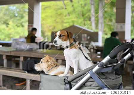 在咖啡館露臺上享用午餐：兩隻友善的傑克羅素梗犬 136301914