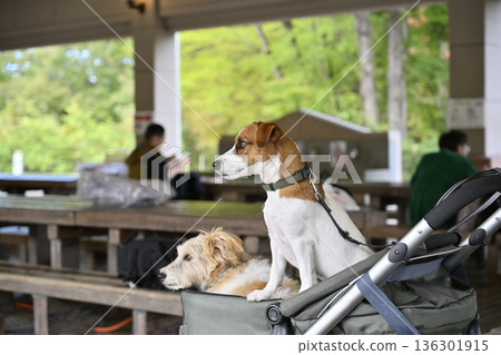 在咖啡館露臺上享用午餐:兩隻友善的傑克羅素梗犬 在咖啡館露臺上享用午餐:兩隻友善的傑克羅素梗犬 136301915