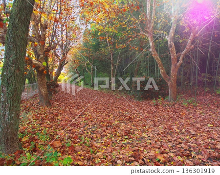 Autumn in Nagoya's Odaka Green Park: A promenade covered in various fallen leaves Autumn in Nagoya's Odaka Green Park: A promenade covered in various fallen leaves 136301919