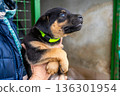 Puppy little dog in shelter 136301954