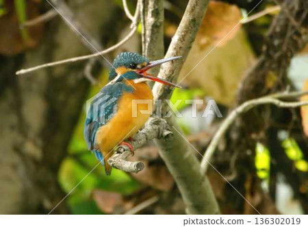翠鳥 翠鳥 136302019