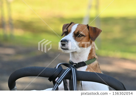 傑克羅素梗犬坐在狗車裡散步 傑克羅素梗犬坐在狗車裡散步 136302054