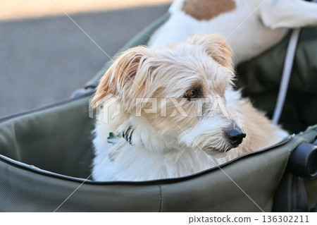 傑克羅素梗犬坐在狗車裡散步 傑克羅素梗犬坐在狗車裡散步 136302211