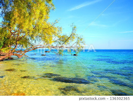 Bright shoreline ocean water, trees on coast in tropical wild island. Sea meets shore gentle slope. Bright shoreline ocean water, trees on coast in tropical wild island. Sea meets shore gentle slope. 136302365