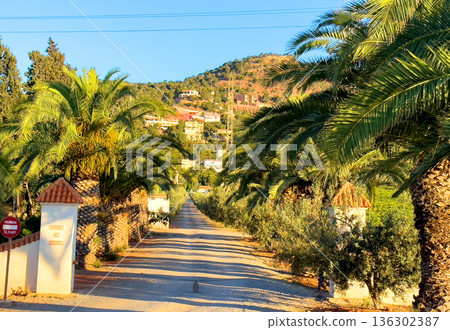 Palm trees in a farmer's field. Palm trees near agricultural field Palm trees in a farmer's field. Palm trees near agricultural field 136302387
