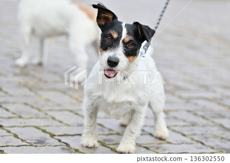 兩隻傑克羅素梗犬友善地散步 兩隻傑克羅素梗犬友善地散步 136302550
