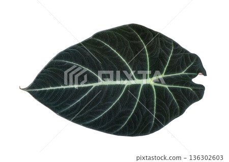 Isolated Alocasia Reginae Leaf on Transparent Background Silver Velvet Foliage 136302603