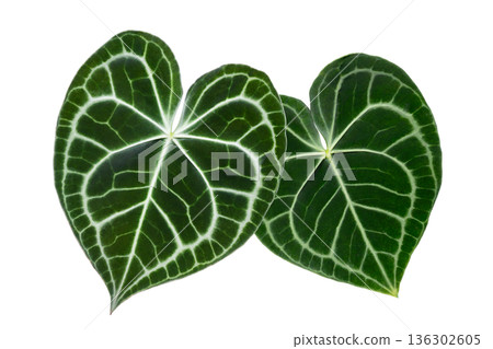 Isolated Anthurium Crystallinum Leaves on Transparent Background Keywords: anthurium, crystallinum, leaf, foliage, tropical, exotic, plant, houseplant, isolated, transparency, png, nature, green, velv Isolated Anthurium Crystallinum Leaves on Transparent Background Keywords: anthurium, crystallinum, leaf, foliage, tropical, exotic, plant, houseplant, isolated, transparency, png, nature, green, velv 136302605