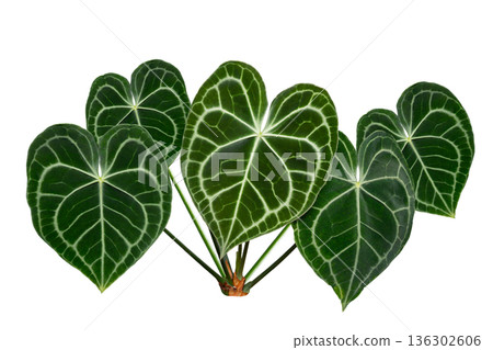 Isolated Anthurium Crystallinum Leaves on Transparent Background Keywords: anthurium, crystallinum, leaf, foliage, tropical, exotic, plant, houseplant, isolated, transparency, png, nature, green, velv Isolated Anthurium Crystallinum Leaves on Transparent Background Keywords: anthurium, crystallinum, leaf, foliage, tropical, exotic, plant, houseplant, isolated, transparency, png, nature, green, velv 136302606