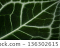 Close up Texture of Anthurium Crystallinum Leaf with Beautiful White Veins and Velvet Surface 136302615