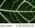 Close up Texture of Anthurium Crystallinum Leaf with Beautiful White Veins and Velvet Surface 136302616