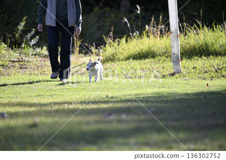 A woman playing in a dog run with her pet dog, Jack Russell Terrier A woman playing in a dog run with her pet dog, Jack Russell Terrier 136302752