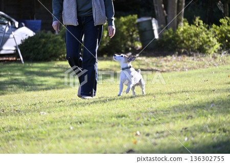 A woman playing in a dog run with her pet dog, Jack Russell Terrier 136302755