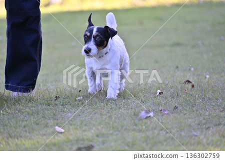 A woman playing in a dog run with her pet dog, Jack Russell Terrier A woman playing in a dog run with her pet dog, Jack Russell Terrier 136302759