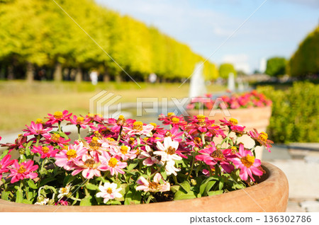 A pot of colorfully blooming flowers A pot of colorfully blooming flowers 136302786