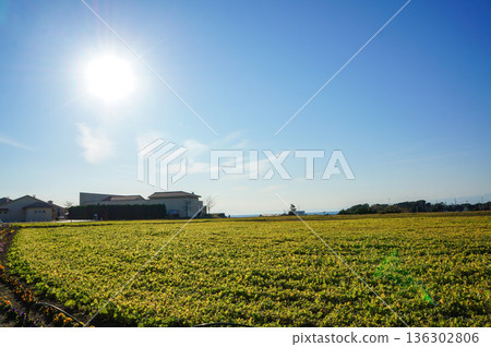 鄉村小鎮裡一片廣闊無垠的空曠田野，湛藍的天空映襯著美麗的景色。 136302806
