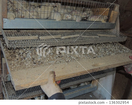 A farm worker removes an iron tray overflowing with bird droppings from under a quail cage, cleaning the cage equipment at a poultry farm, manually removing waste from the farm birds. A farm worker removes an iron tray overflowing with bird droppings from under a quail cage, cleaning the cage equipment at a poultry farm, manually removing waste from the farm birds. 136302954