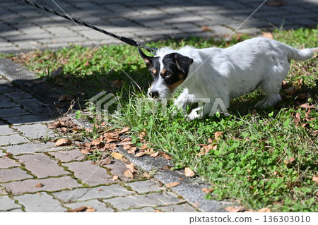 No way! My beloved Jack Russell Terrier pulls on the lead and refuses to go for a walk. No way! My beloved Jack Russell Terrier pulls on the lead and refuses to go for a walk. 136303010