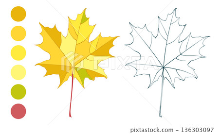 Autumn golden colored and outline maple leaves set and fall color palette isolated on white background. Flat and line styles vector illustrations Autumn golden colored and outline maple leaves set and fall color palette isolated on white background. Flat and line styles vector illustrations 136303097
