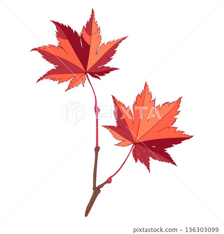 Autumn branch with red colored maple leaves isolated on white background. Flat style vector illustration Autumn branch with red colored maple leaves isolated on white background. Flat style vector illustration 136303099