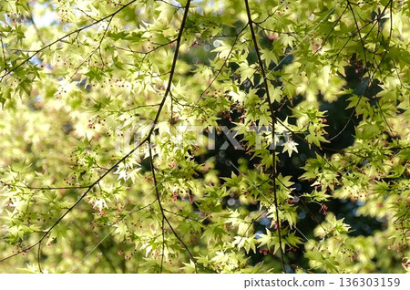Spring branches decorated with autumn leaves and soft light filtering through the green leaves Spring branches decorated with autumn leaves and soft light filtering through the green leaves 136303159