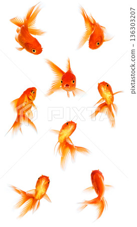 Goldfish group on white background isolated. Goldfish group on white background isolated. 136303207