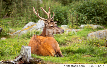 Majestic red deer stag resting in green meadow. Majestic red deer stag resting in green meadow. 136303214