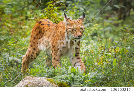 The Eurasian lynx (Lynx lynx) in the forest. The Eurasian lynx (Lynx lynx) in the forest. 136303215