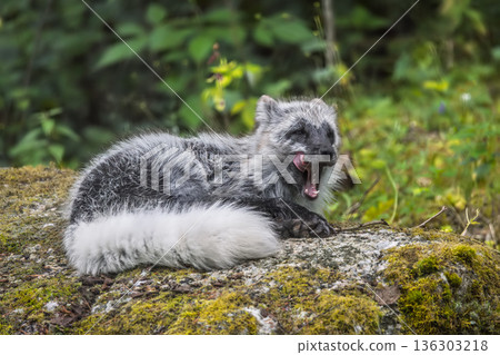 Arctic fox (Vulpes lagopus) also known as the white fox, polar fox, or snow fox. Lives in to the Arctic regions of the Northern Hemisphere and common throughout the Arctic tundra. Arctic fox (Vulpes lagopus) also known as the white fox, polar fox, or snow fox. Lives in to the Arctic regions of the Northern Hemisphere and common throughout the Arctic tundra. 136303218
