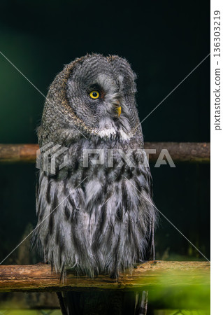 Great grey owl (Strix nebulosa) close-up. 136303219