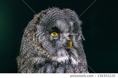 Great grey owl (Strix nebulosa) close-up. Great grey owl (Strix nebulosa) close-up. 136303220
