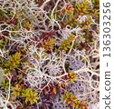 Bright natural pattern of moss and small succulents with white dry branches. Colorful tundra lichens and berries. 136303256