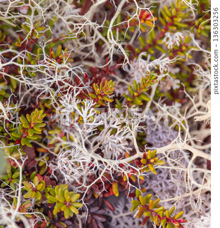 Bright natural pattern of moss and small succulents with white dry branches. Colorful tundra lichens and berries. Bright natural pattern of moss and small succulents with white dry branches. Colorful tundra lichens and berries. 136303256