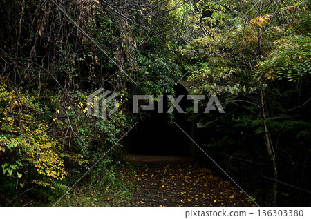 A quiet tunnel in the forest 136303380